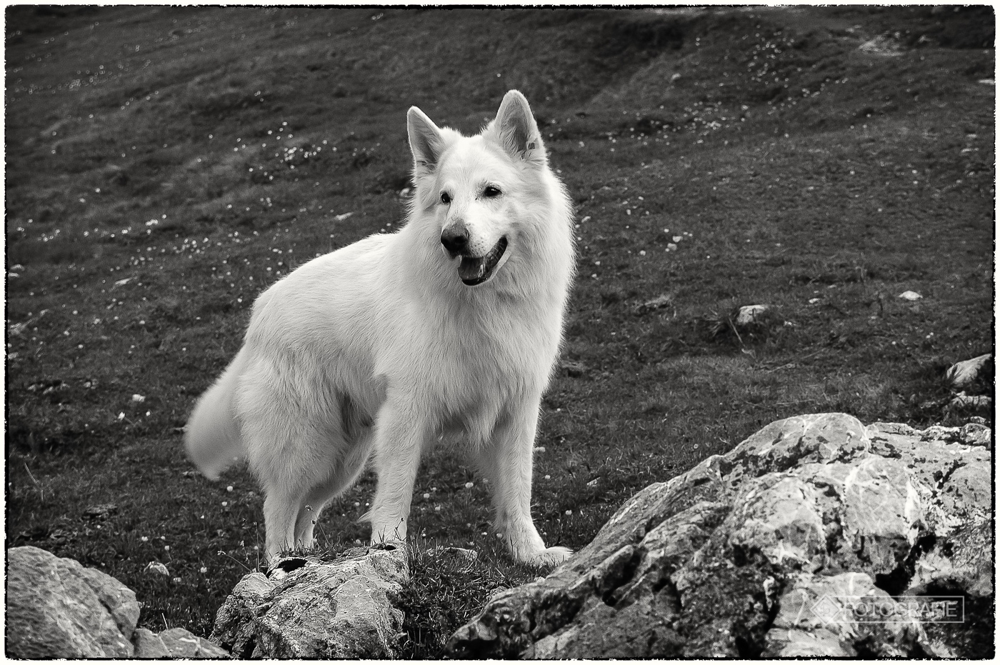 Weisser Schäferhund